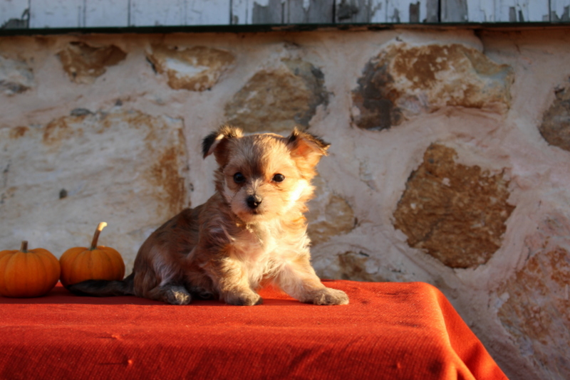 puppy, for, sale, Morkie, Matthew B. Stoltzfus, dog, breeder, Gap, PA, dog-breeder, puppy-for-sale, forsale, nearby, find, puppyfind, locator, puppylocator, aca